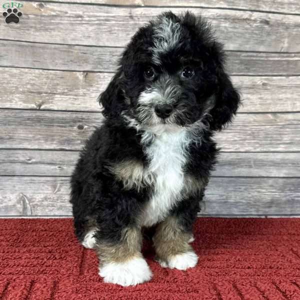 Aries, Mini Bernedoodle Puppy